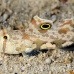 goby_spot_twin_res_kb_h_0327_png0998.jpg